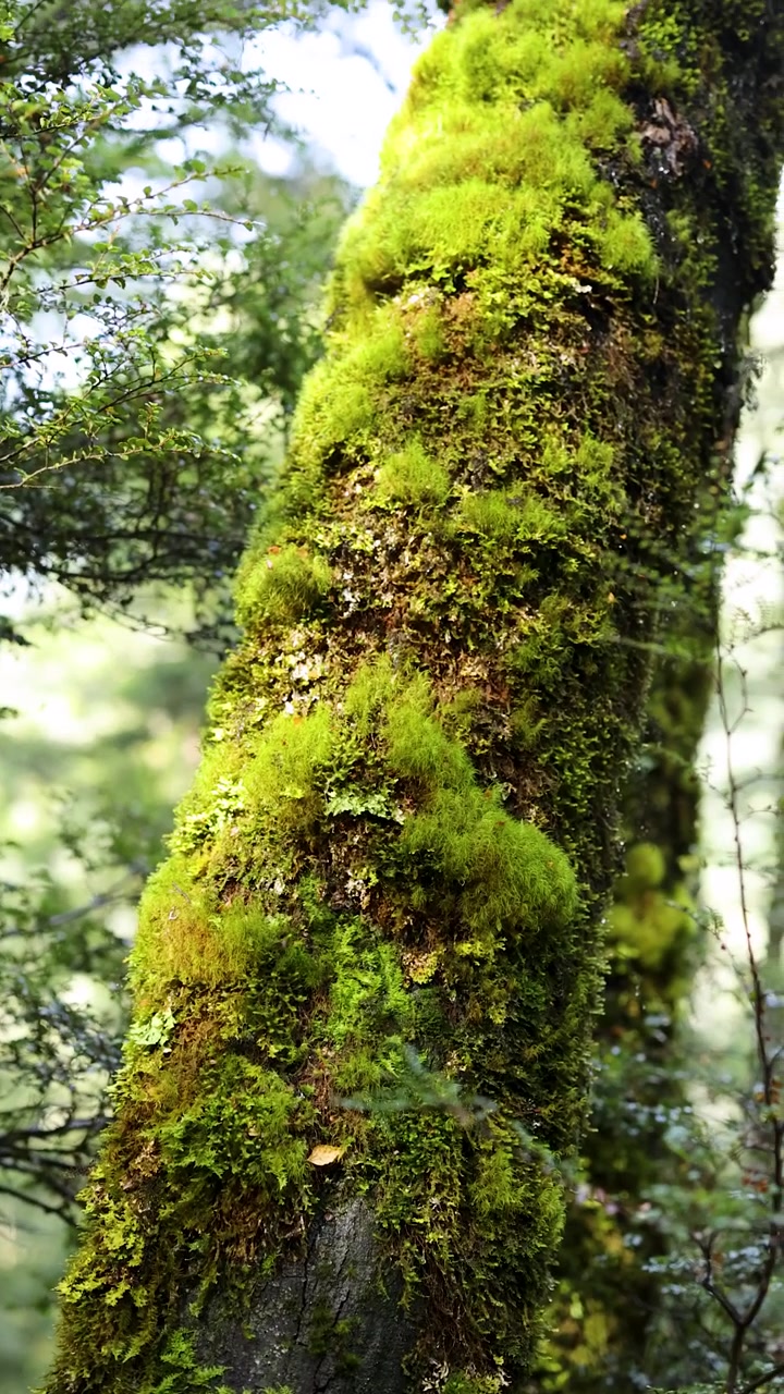 La telecamera si muove lentamente verso l'alto lungo un tronco d'albero muschioso in una vibrante foresta pluviale neozelandese, con luce naturale soffusa e una profondità di campo ridotta.