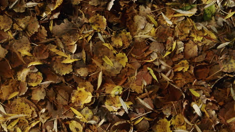 slow rotating shot of autumn yellow and brown leaves in water