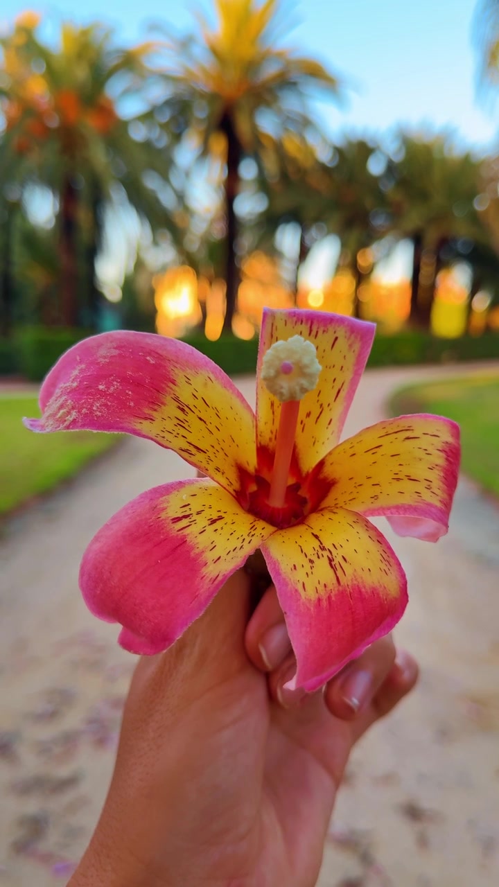 Fiore rosa e giallo dell'albero del kapok in mano. Primo piano di un fiore di Ceiba speciosa tenuto da una mano su un sentiero del parco con sfondo di palme