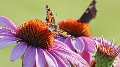 pair of two butterflies eating nectar from orange coneflower - macro static shot