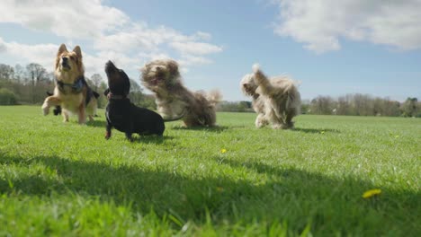 A-man-and-his-5-dogs-in-slow-motion-including-a-dachshund,-cocker-spaniel,-a-german-shepherd-and-two-bearded-collies-playing-and-running-in-nice-weather-at-a-local-park