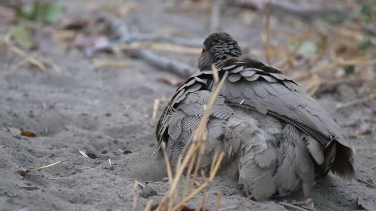 Wildlife in Botswana