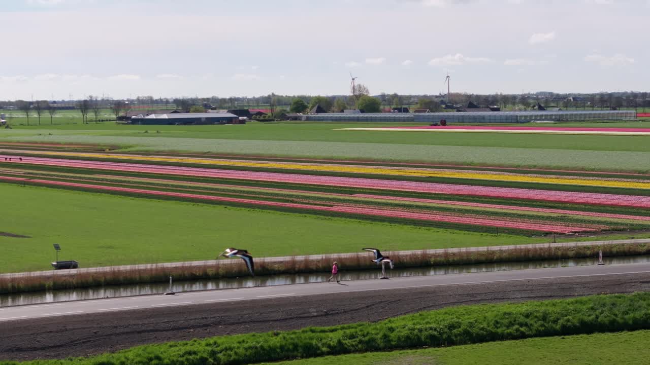 Veduta aerea di tulipani in fiore con il mulino a vento Kaag Molen nella campagna olandese