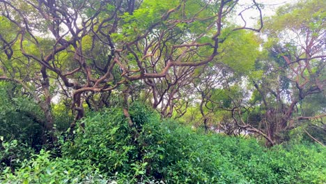 el bosque de manglares de sundarbans es un parque nacional natural de bangladesh.