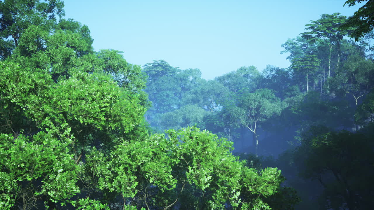 조용한 숲 풍경