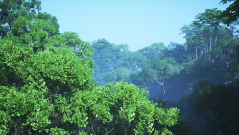 tranquil forest landscape