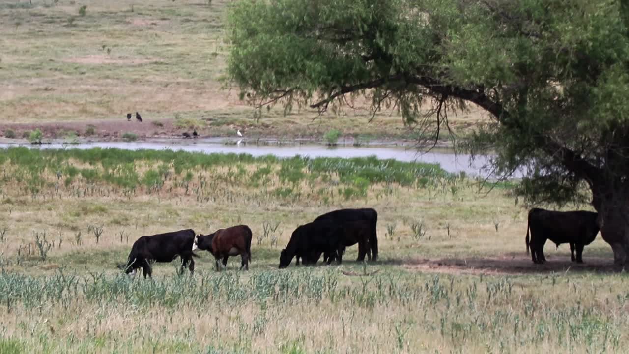 ganado alimentándose en ranchos en el norte de texas durante un caluroso día de verano con un abrevadero en el fondo