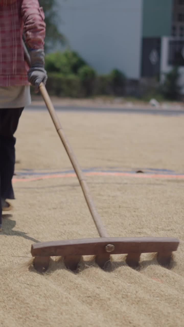Raking rice to dry