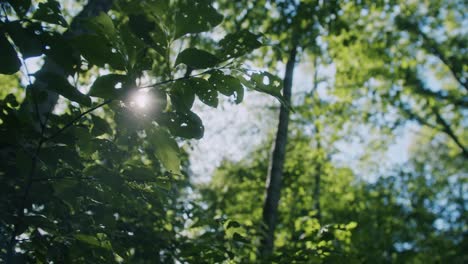 dreamy sunbeams through the branches