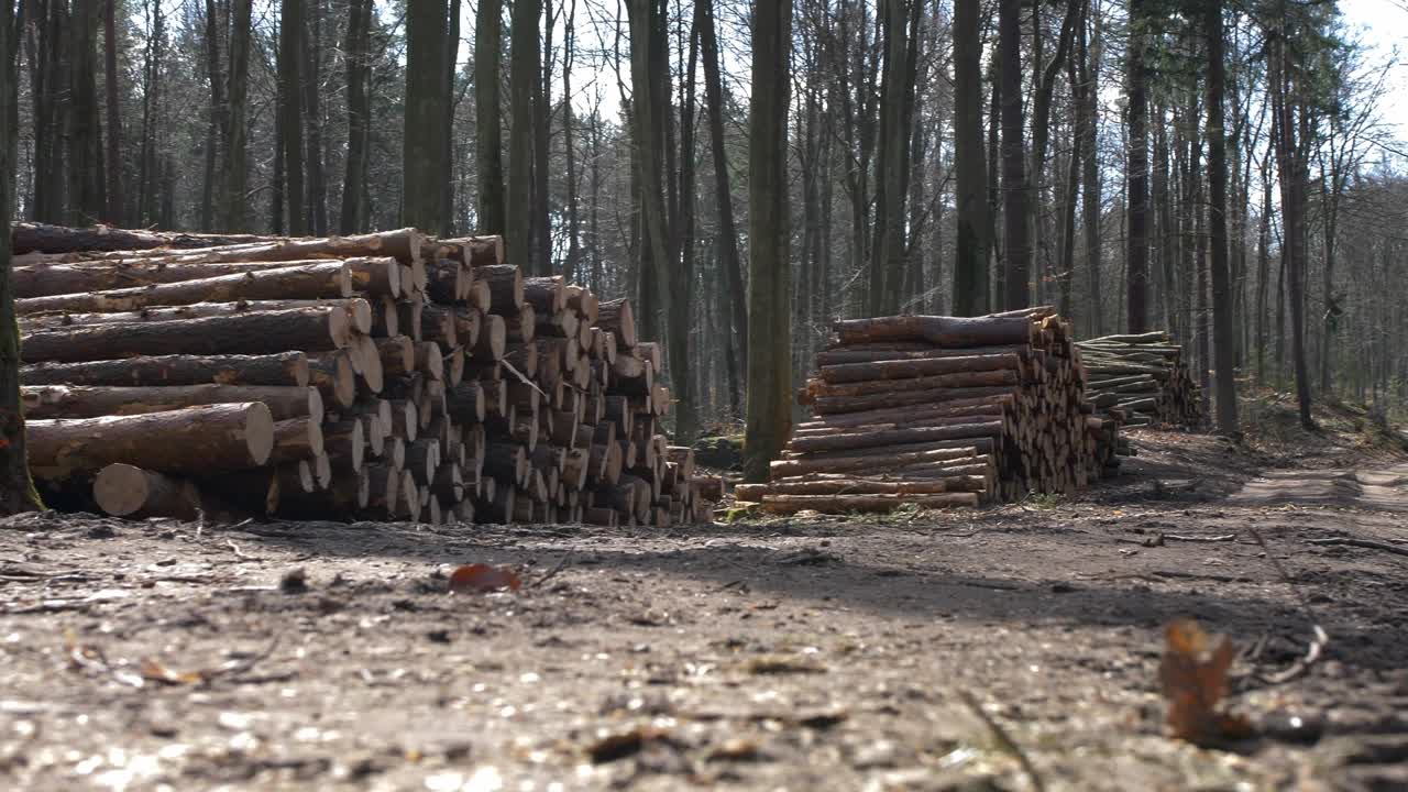 숲 속 에 인 나무 줄기 들 의 어리