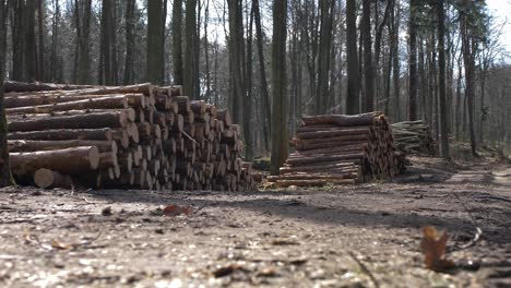 stacks of sawed tree trunks in the forest