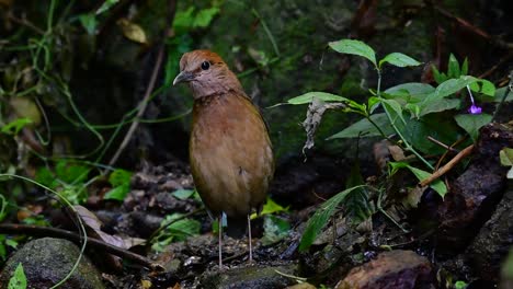 la pitta de nuca oxidada es un ave confiada que se encuentra en hábitats de bosques montañosos de gran altura, hay muchos lugares en tailandia para encontrar esta ave