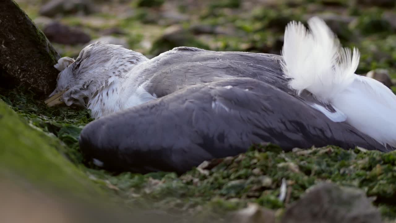 gaviota muerta tendida en un pantano contaminado junto al río, río tejo - seixal