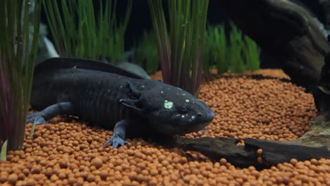 Axolotl-(Ambystoma-Mexicanum)-Ist-Ein-Pädomorpher-Salamander