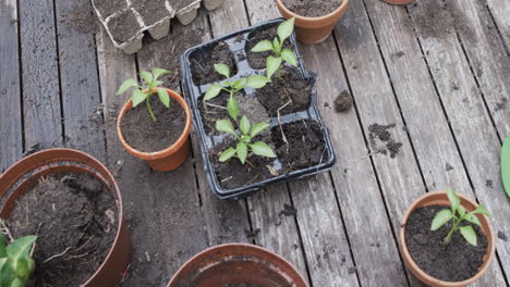 young plants sprout in a tray on a rustic wooden surface, surrounded by pots