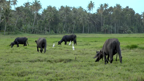 indian-buffalo-grazing-in-paddy-field-and-wet-land-with-grass