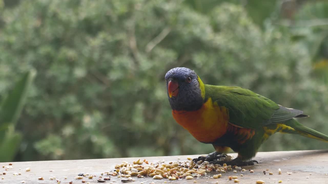발코니에서 씨앗을 먹는 호주 무지개 lorikeet의 클로즈업 샷