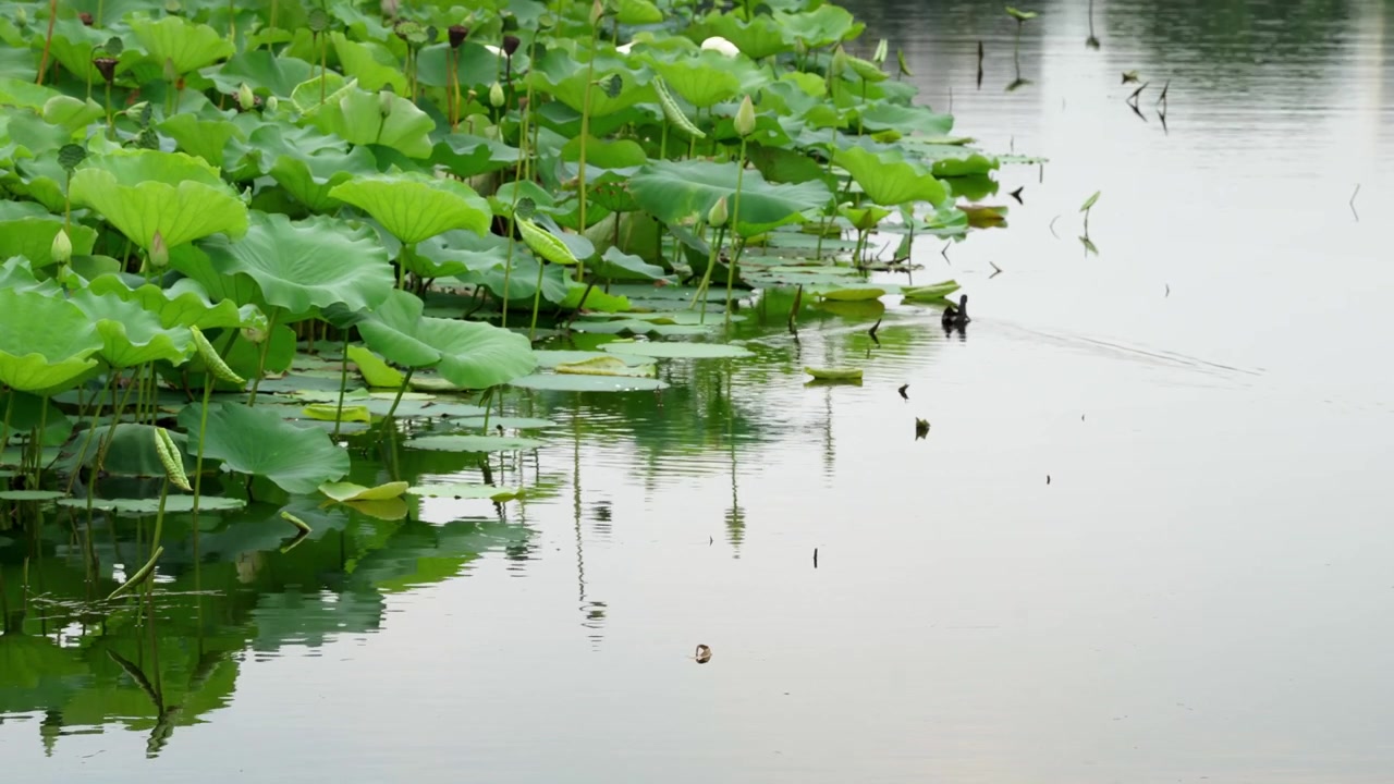 Una gallinella d'acqua comune che nuota tra le foglie di loto su uno stagno calmo con riflessi (4K25p).