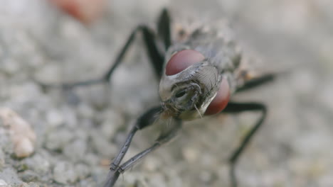 Housefly-grooming-legs,-front-view-macro