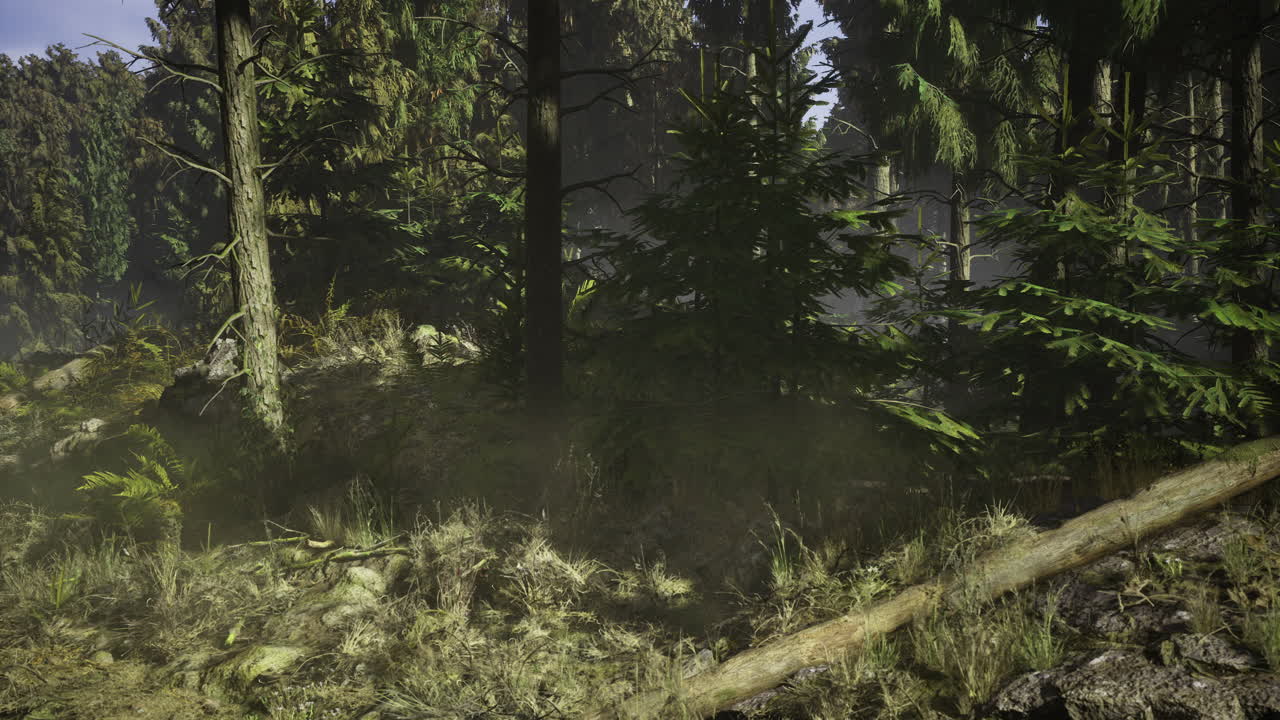 paisaje forestal de niebla