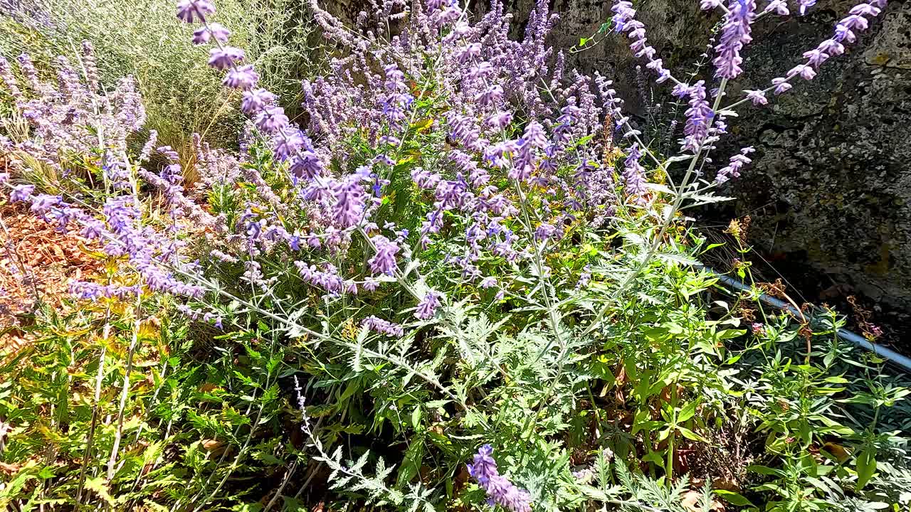 이 많은 정원에서 활기찬 러시아 사지 꽃