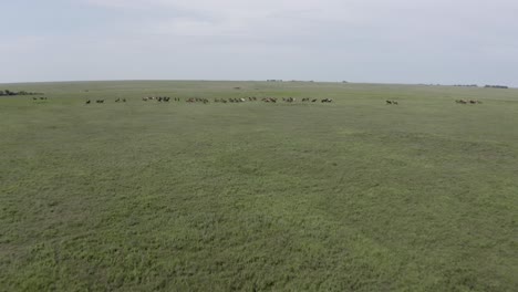 disparo distante de un dron de caballos salvajes corriendo en la pradera