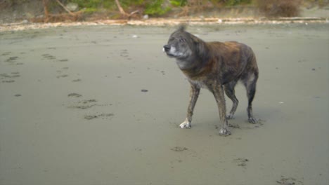 dark colored mix breed of dog shaking itself dry on beach, filmed in slow motion full body shot