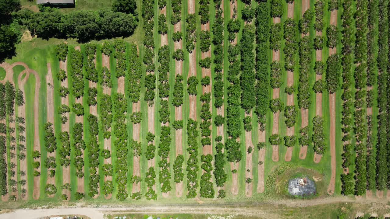 antena de arriba hacia abajo de la granja de huertos, filas de árboles frutales alineados, 4k 60fps