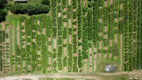 Von-Oben-Nach-Unten-Luftaufnahmen-Einer-Obstplantage,-Reihen-Von-Obstbäumen-In-Einer-Reihe,-4K-60fps