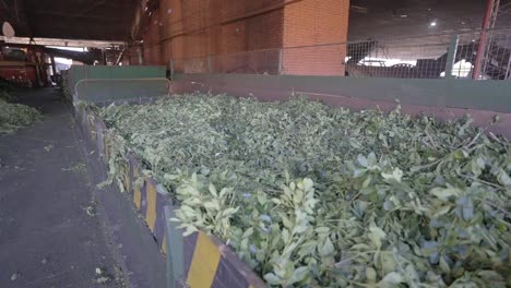 yerba mate factory in argentina, industrial herbal processing and local production