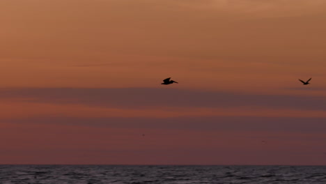 amanecer en la playa de la costa del golfo con pelícanos