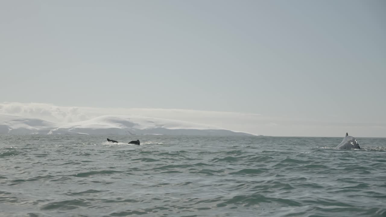 Many humpback whales diving with fluke in the air in Antarctica during a whale watching expedition from a big ship.