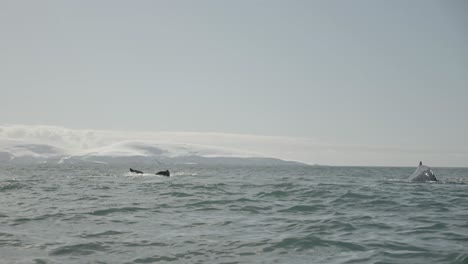 many humpback whales diving with fluke in the air in antarctica during a whale watching expedition from a big ship.