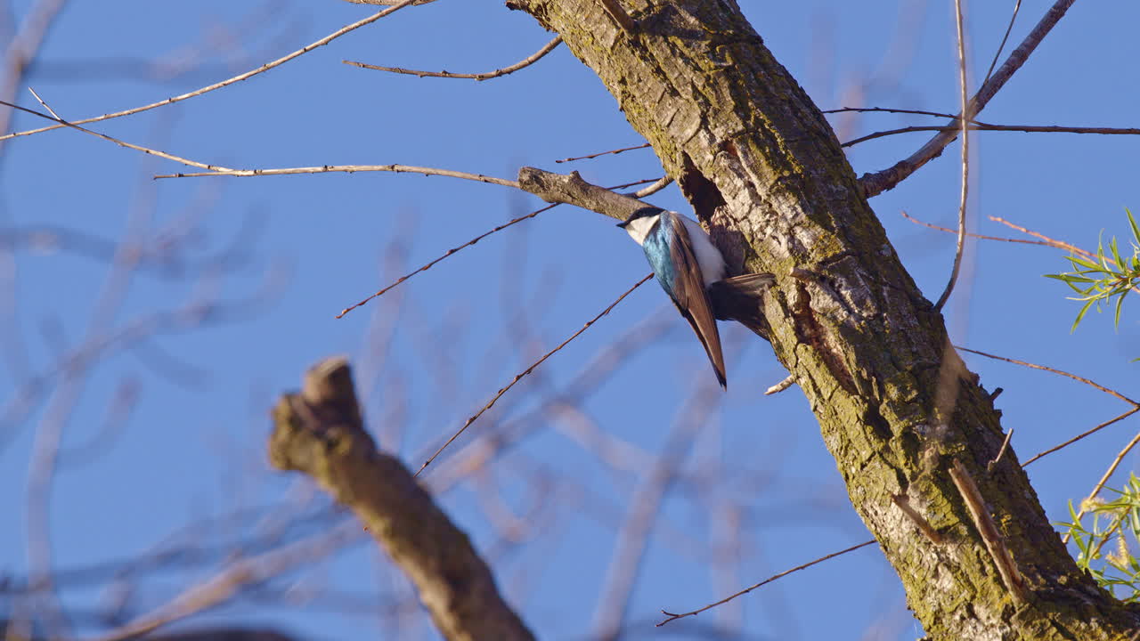 Slow motion captures the pulse of purple martins’ spring aerial display.