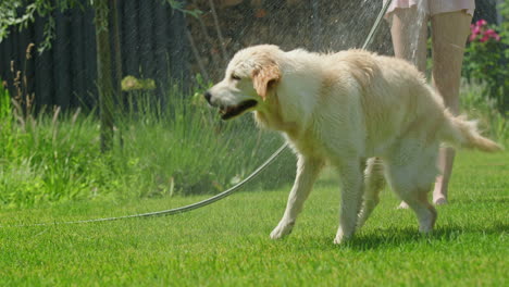 perro siendo regado en el jardín