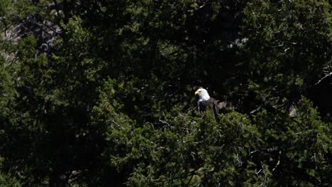 a bald eagle is seen perched on a large pine tree on a windy day