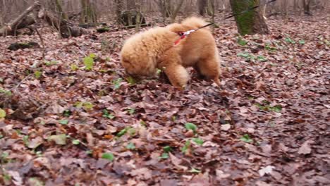 chow chow cachorro en el bosque