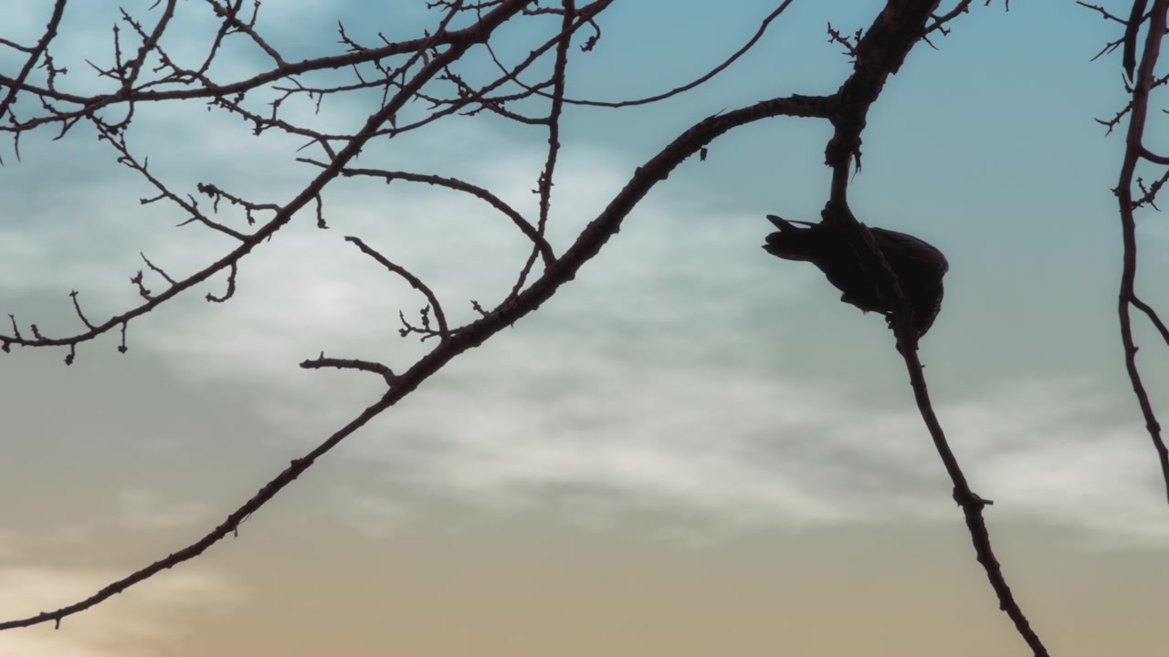 Un corvo posato su un ramo d'albero spoglio al tramonto.