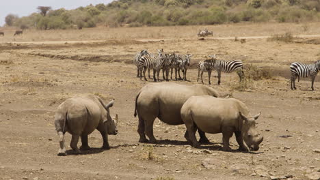 rhinoceros and zebras in the wilderness of kenya on africa safari