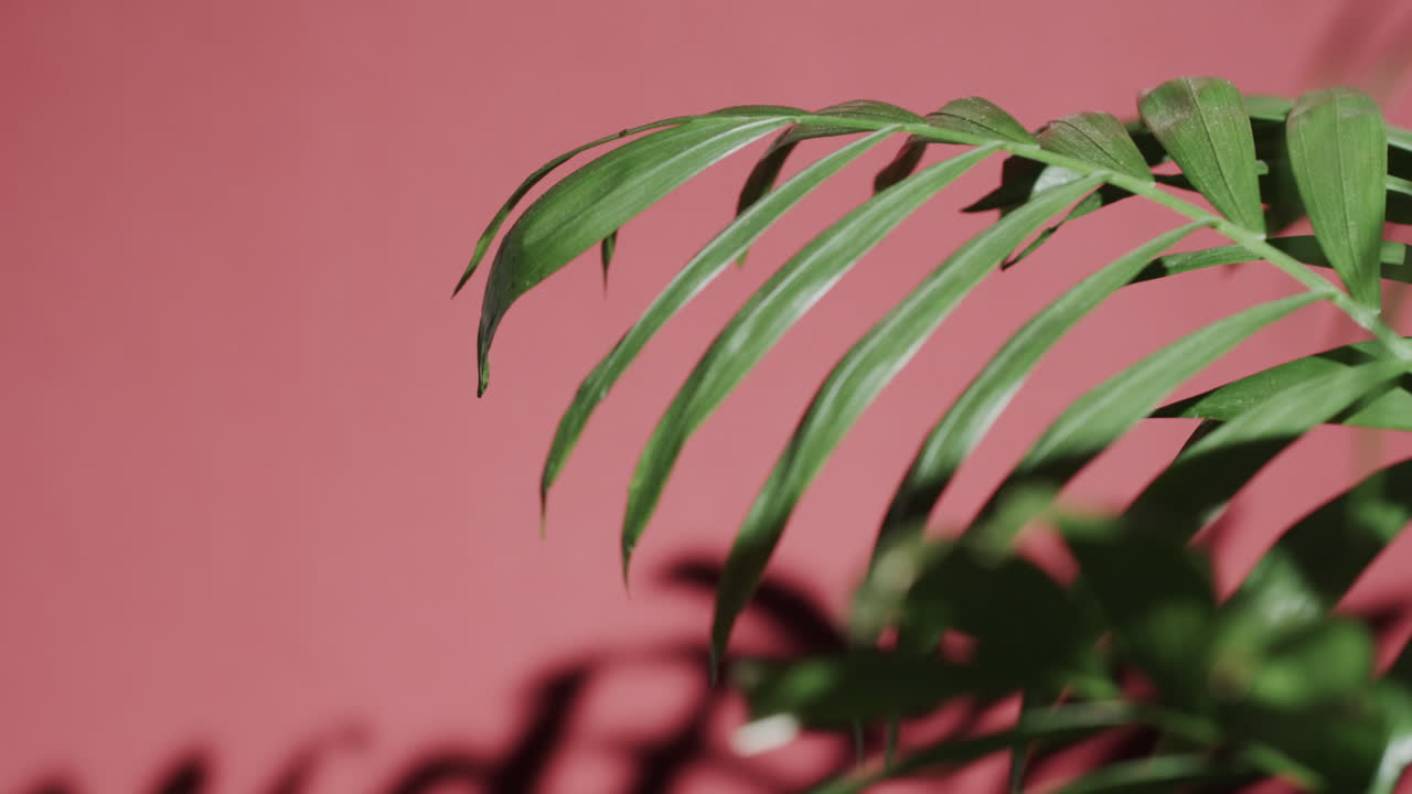 Primo piano di foglie verdi su sfondo rosa con spazio per il testo al rallentatore