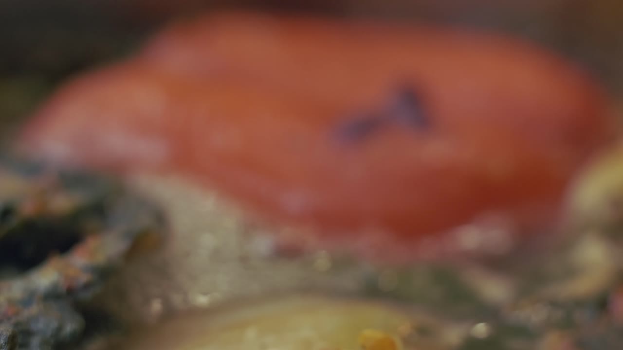 Tomatoes And Onions Cooking In A Delicious Vegetable Soup - Extreme Close Up