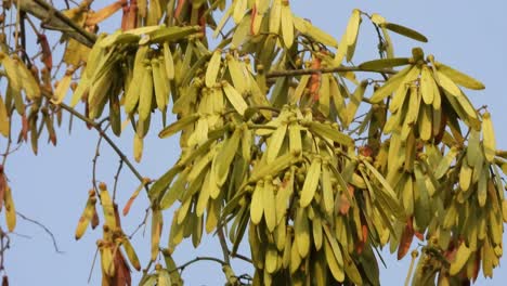 árbol-Ventilago-Denticulata-En-El-Bosque