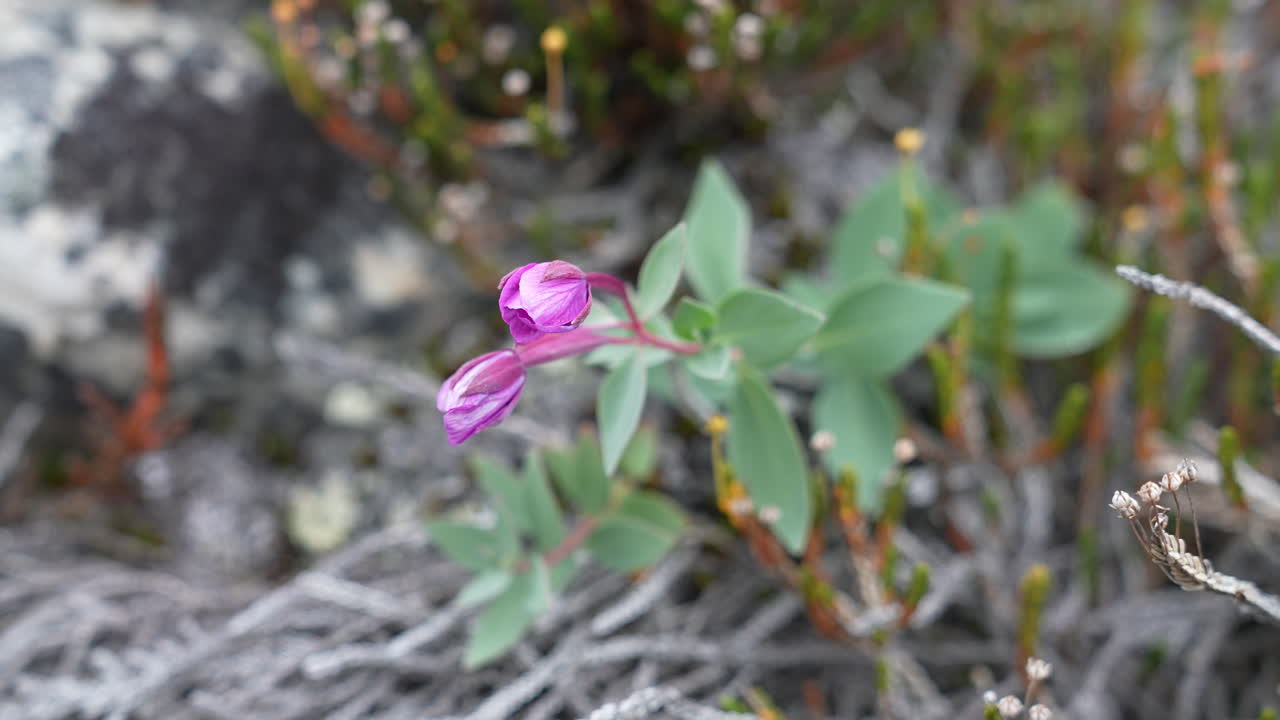 flor silvestre en la costa de groenlandia en la temporada de primavera, de cerca