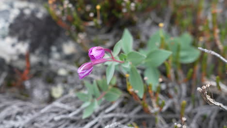 wild flower on coastline of greenland in spring season, close up