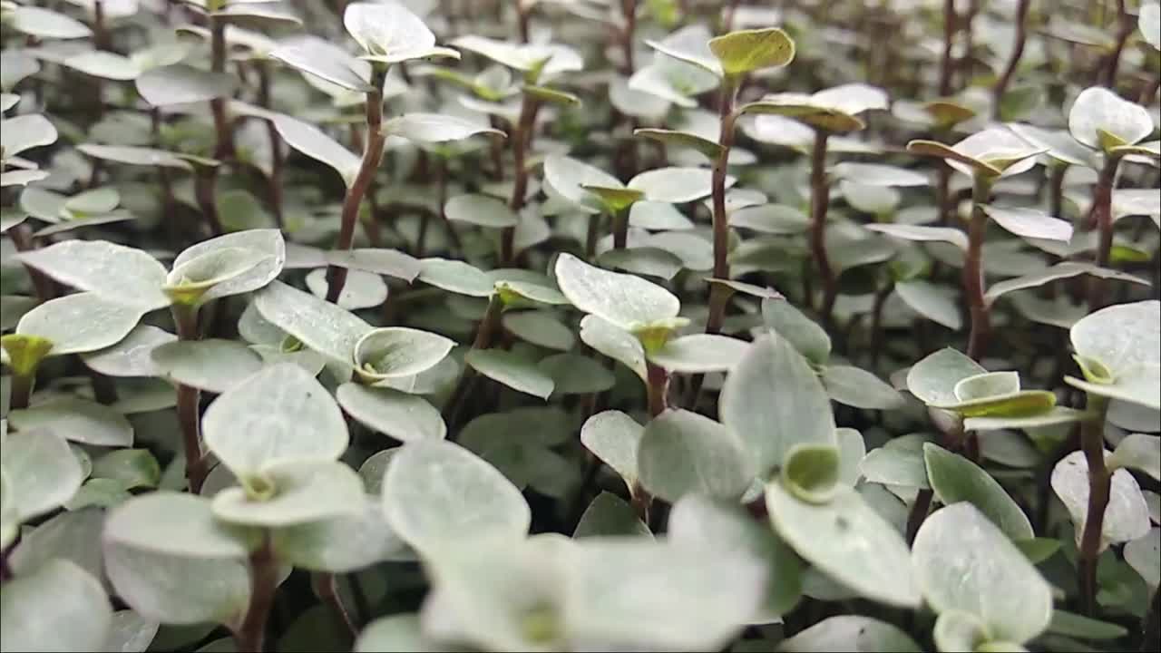 잎사귀에 들어가는 것처럼 쏴라.