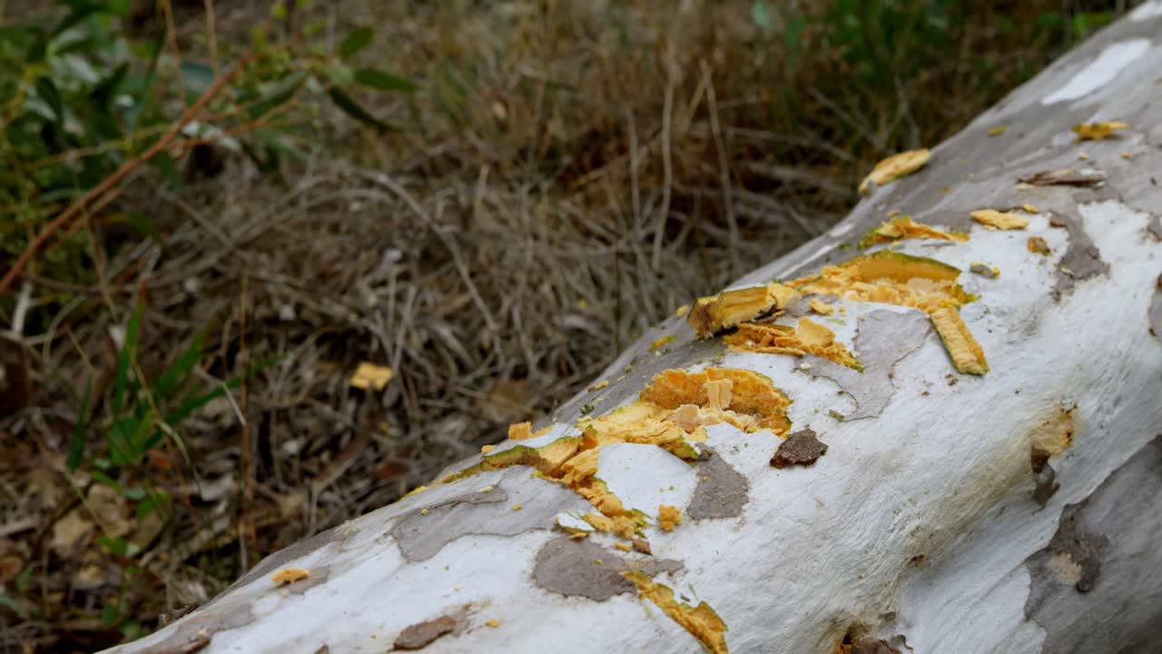 숲에서 도끼로 나무를 자르는 나무 ⁇  4k