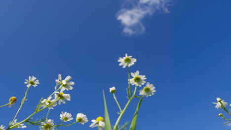 chamomile flowers and airplane in blue sky