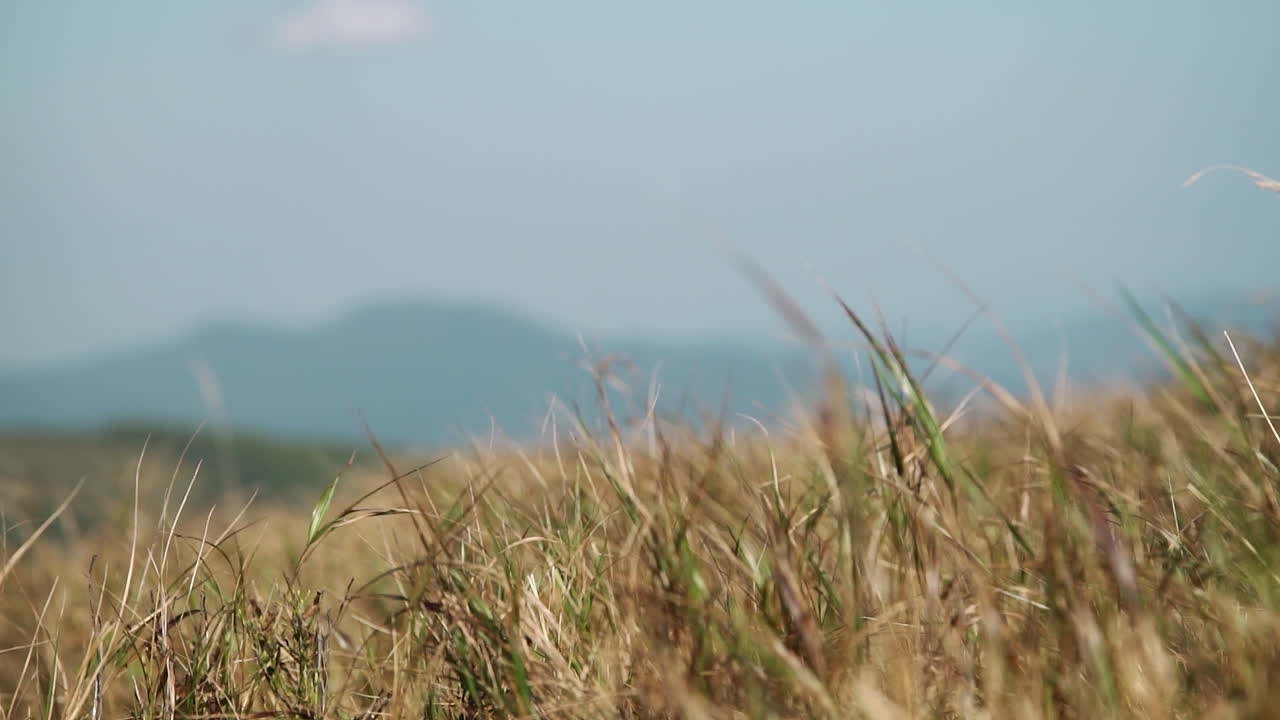 산을 배경으로 한 잔디밭