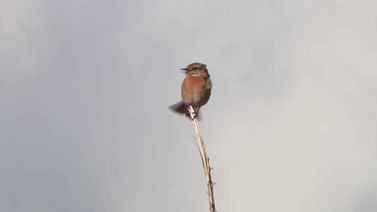 A female Stonechat. Spring. Cornwall. UK