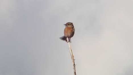 A-female-Stonechat.-Spring.-Cornwall.-UK